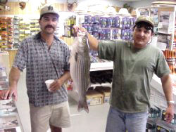 Falcon Lake 10.3 lb. Striped Bass